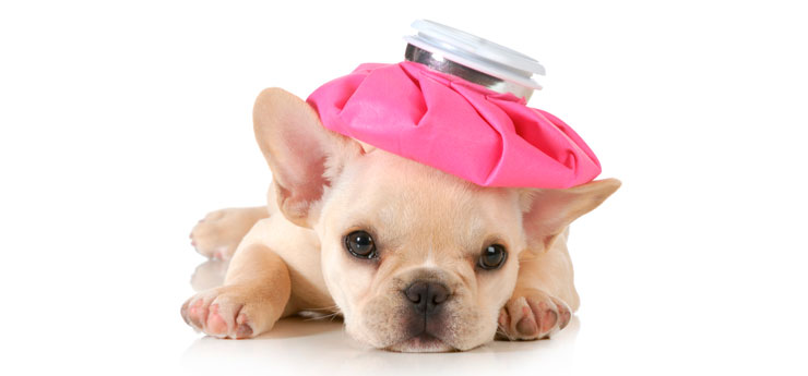 veterinaria